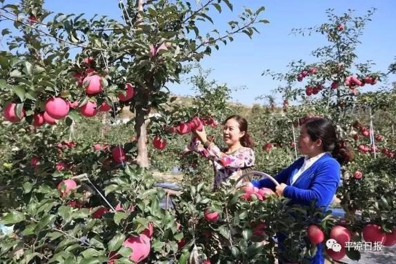 甘肅靈臺(tái)縣：蘋果紅了，果農(nóng)的錢袋子鼓了